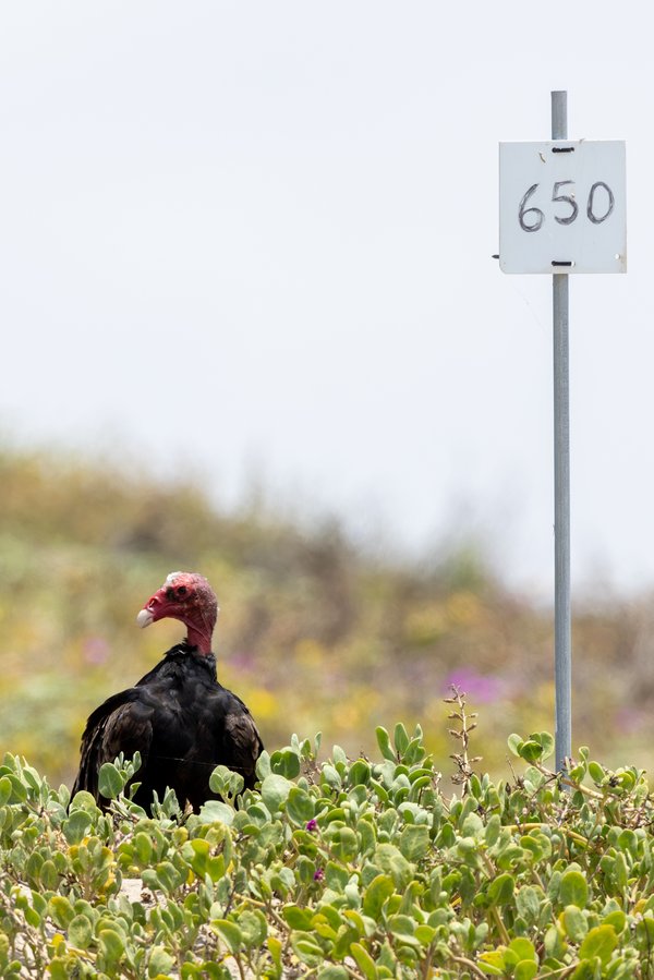 Turkey Vulture