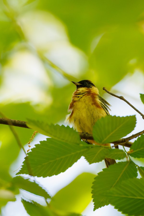 Bay-breasted Warbler