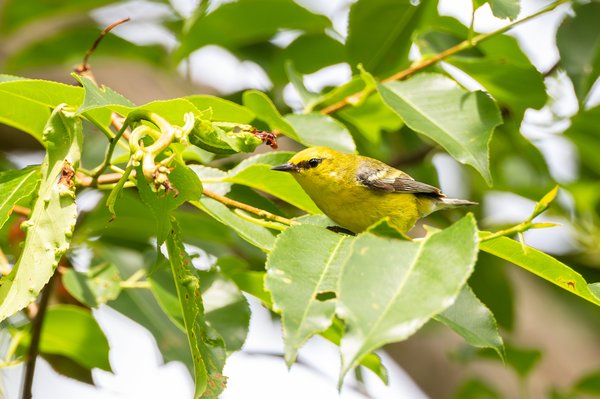 Blue-winged Warbler