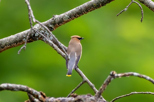 Cedar Waxwing