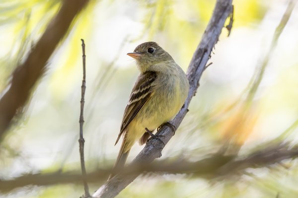 Pacific-slope Flycatcher