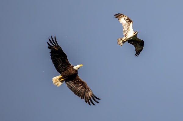 Bald Eagle