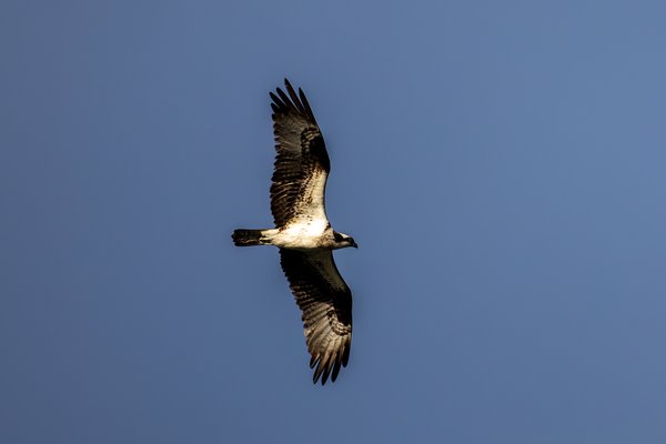 Osprey