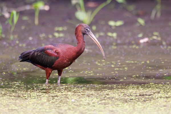 Glossy Ibis