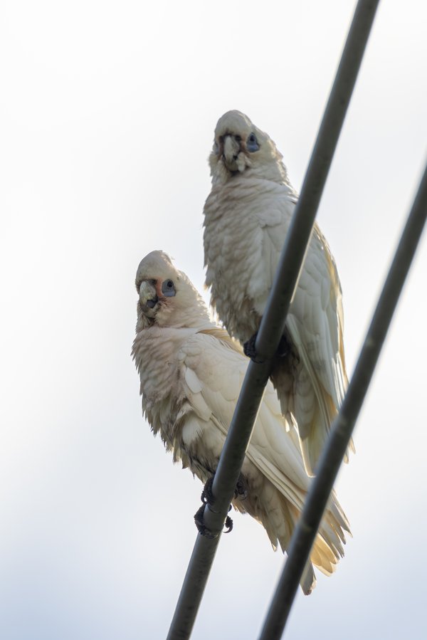 Little Corella