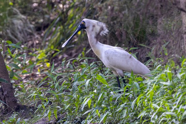 Royal Spoonbill