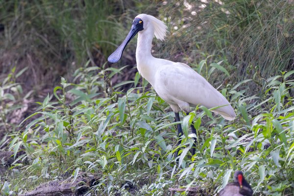 Royal Spoonbill