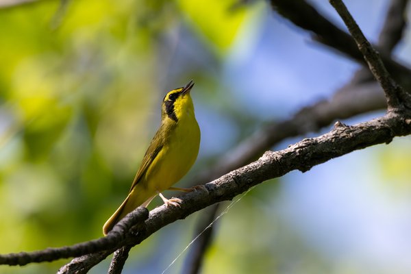 Kentucky Warbler