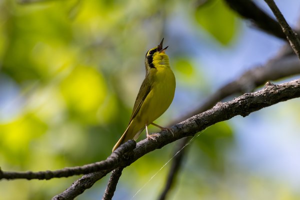 Kentucky Warbler