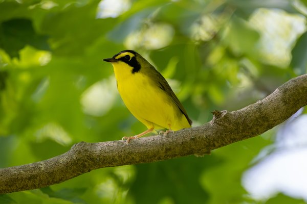 Kentucky Warbler