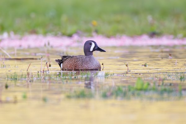 Blue-winged Teal