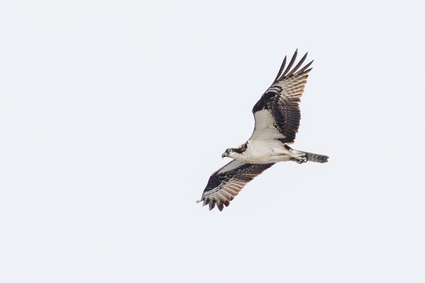 Osprey