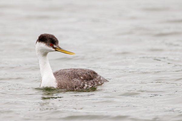 Western Grebe