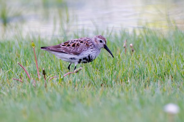 Dunlin