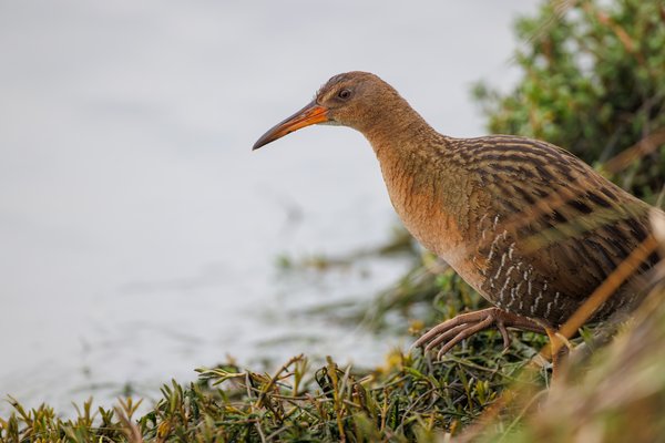 Ridgway's Rail