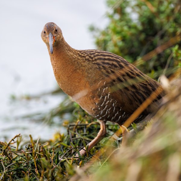 Ridgway's Rail