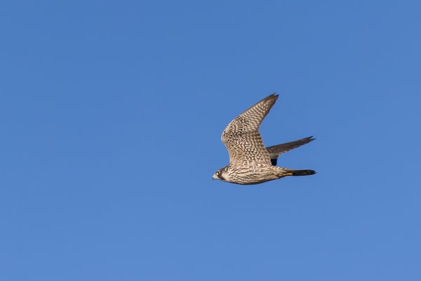 Peregrine Falcon