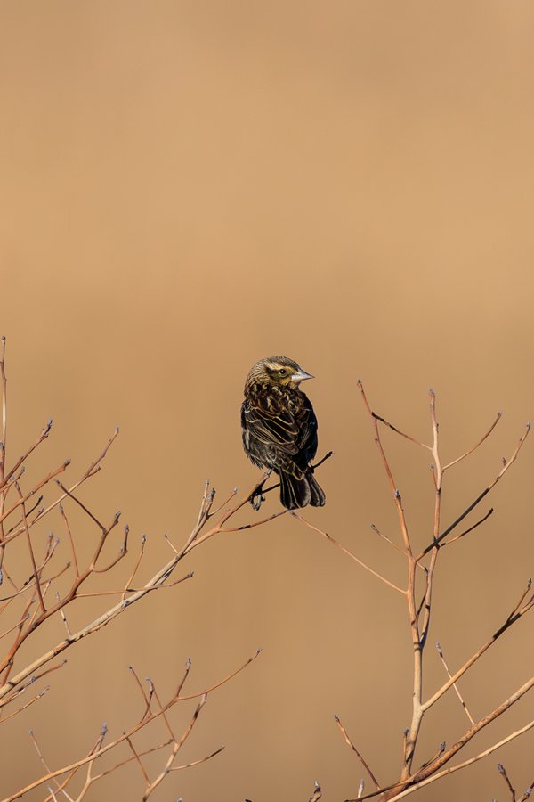 Red-winged Blackbird