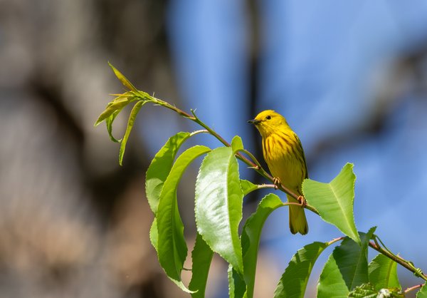 Northern Yellow Warbler