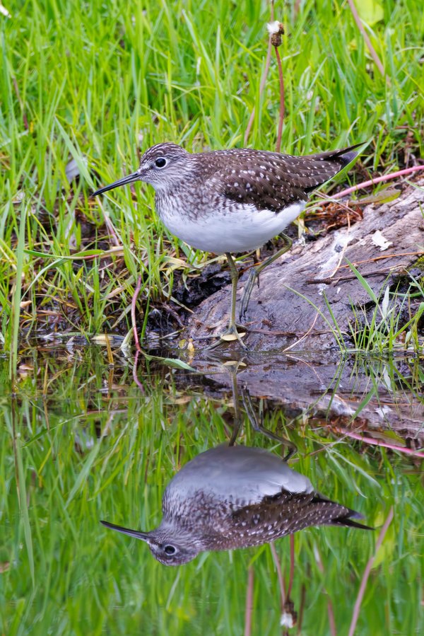 Solitary Sandpiper