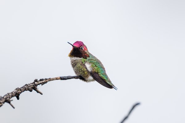 Anna's Hummingbird