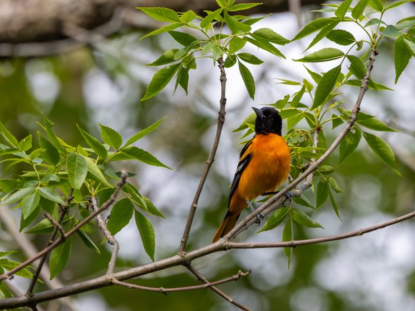 Baltimore Oriole