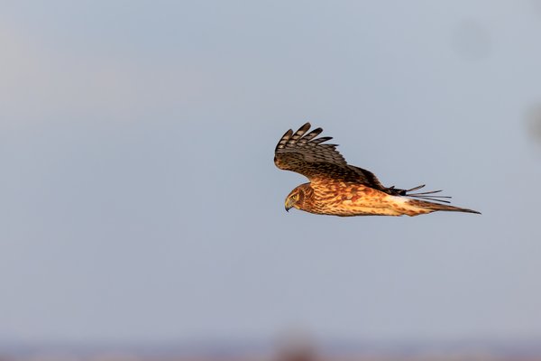 Northern Harrier