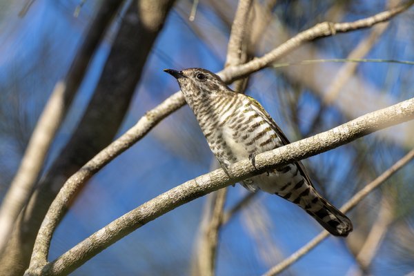 Shining Bronze-Cuckoo
