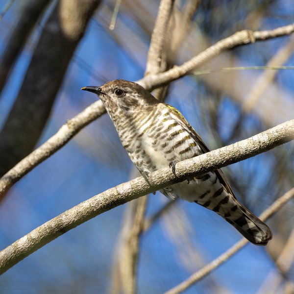 Shining Bronze-Cuckoo