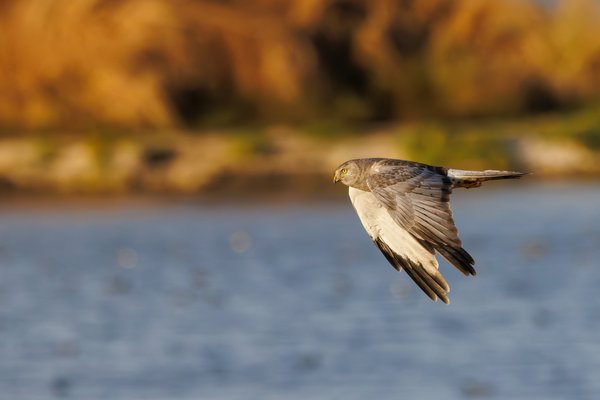 Northern Harrier