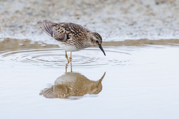 Least Sandpiper