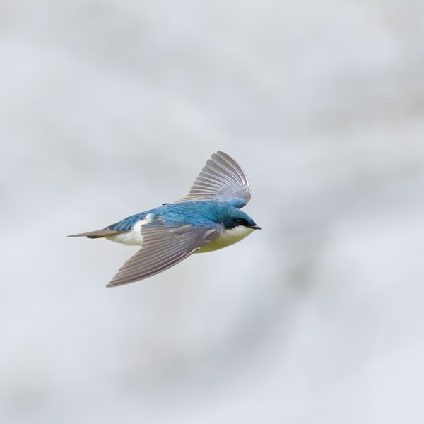 Tree Swallow