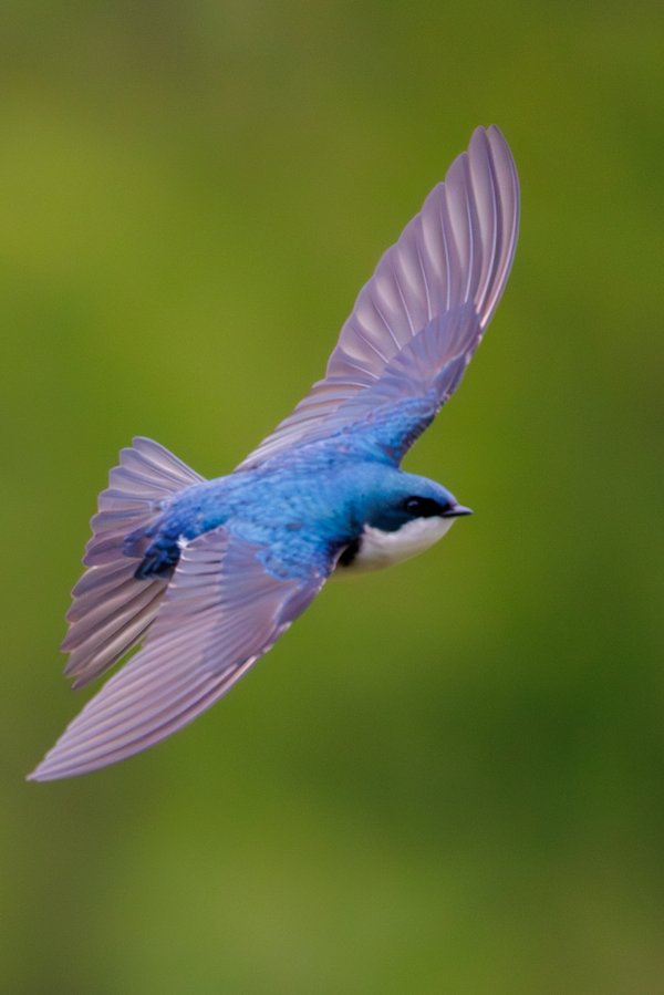 Tree Swallow