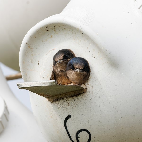 Purple Martin