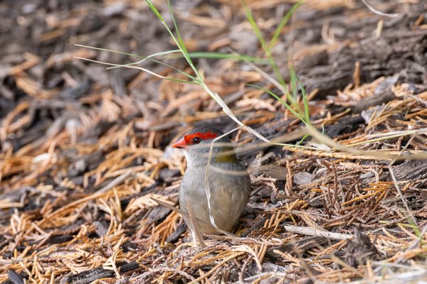 Red-browed Finch