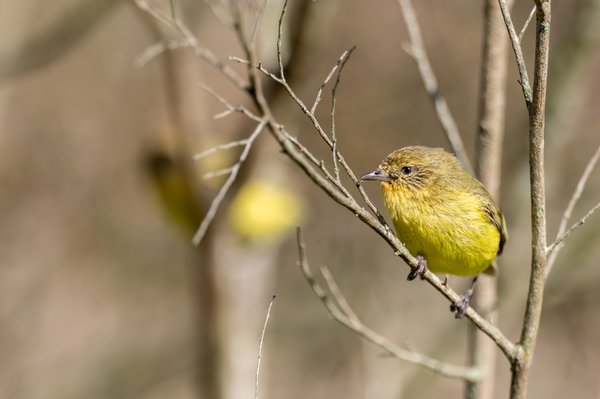 Yellow Thornbill