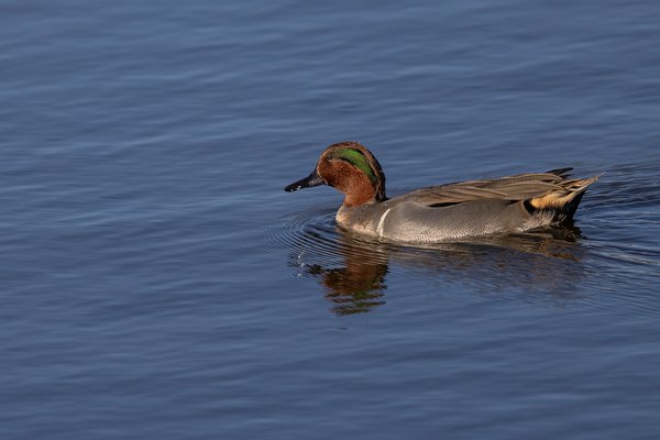 Green-winged Teal