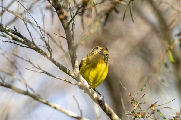 Yellow Thornbill