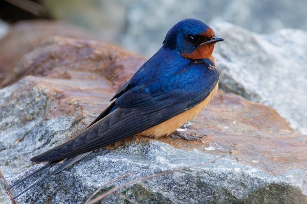 Barn Swallow