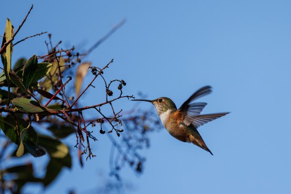 Allen's Hummingbird