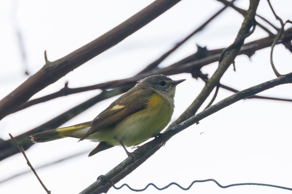 American Redstart