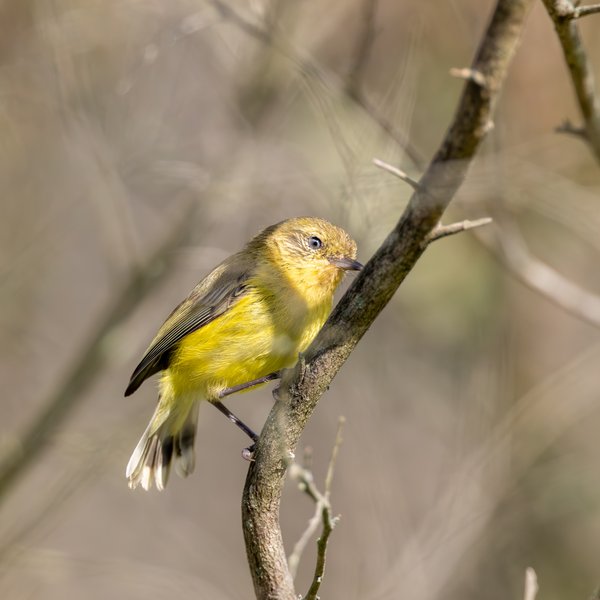 Yellow Thornbill