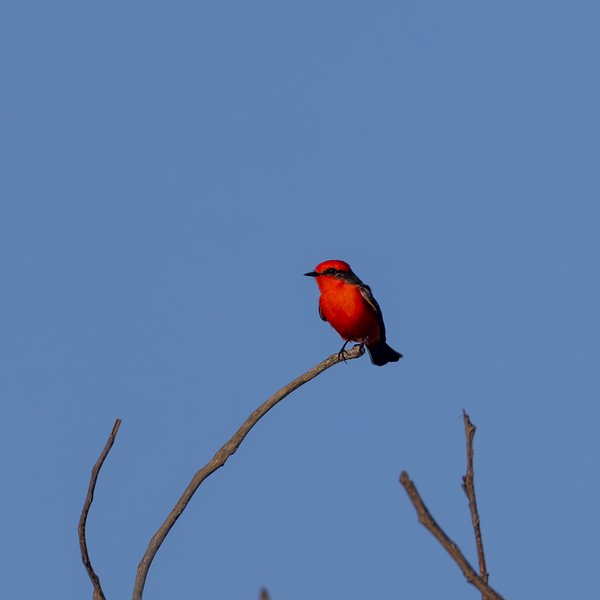 Vermilion Flycatcher