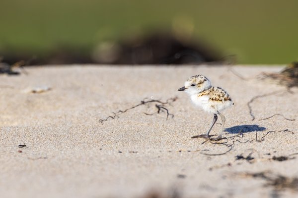 Snowy Plover