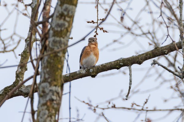 Eastern Bluebird