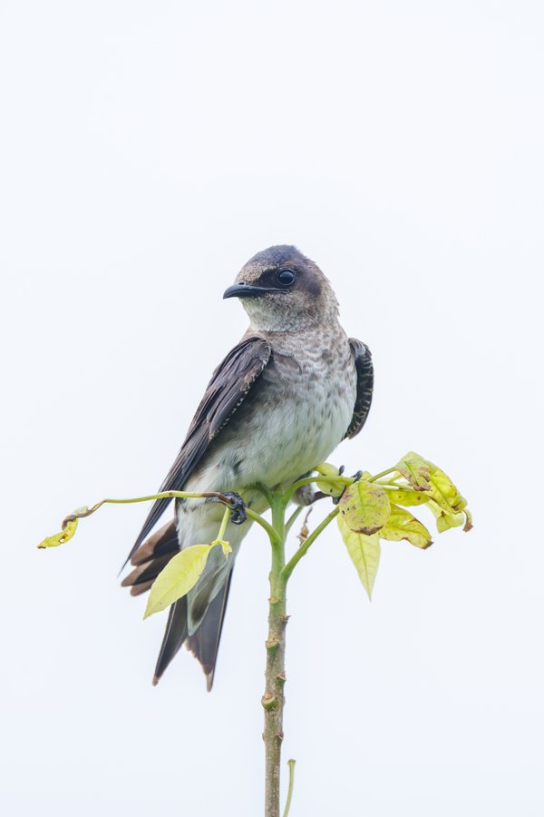 Purple Martin