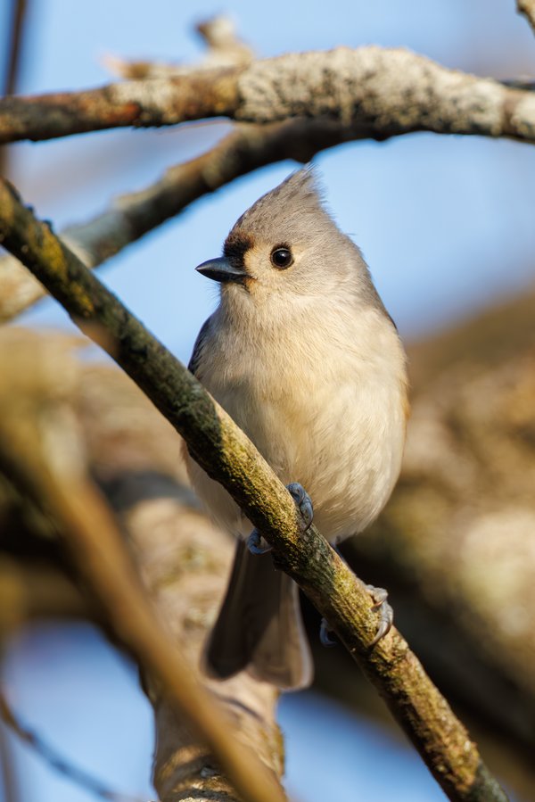 Tufted Titmouse