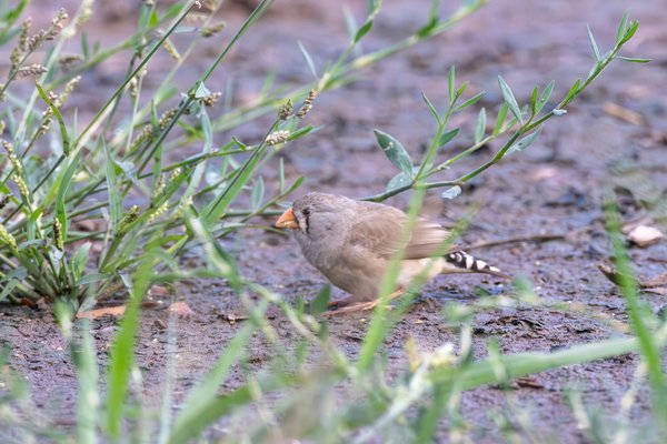 Zebra Finch