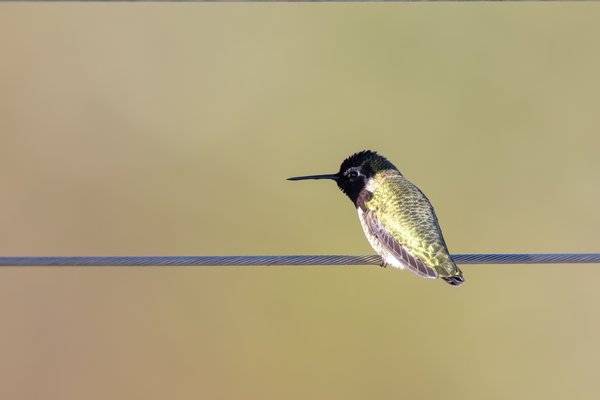 Anna's Hummingbird