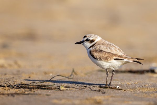 Snowy Plover